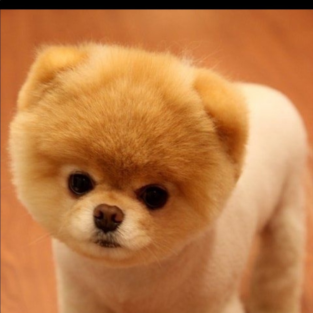 Meet your Posher, Meliza